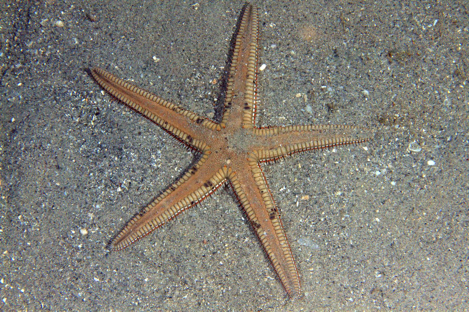Two Spined Sea Star